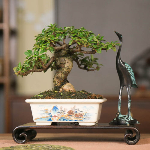 进口白紫檀荀子白花观果掌上盆景