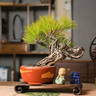 孤品提根黄山松盆景盆栽老桩好养易活四季常青办公室桌面绿植茶桌