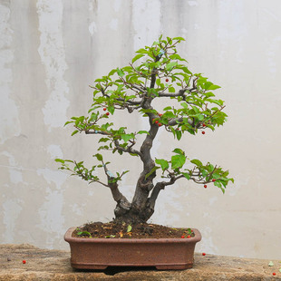 孤品胡秃子老桩根开花结果造型盆景老桩开花盆栽好养基地直销