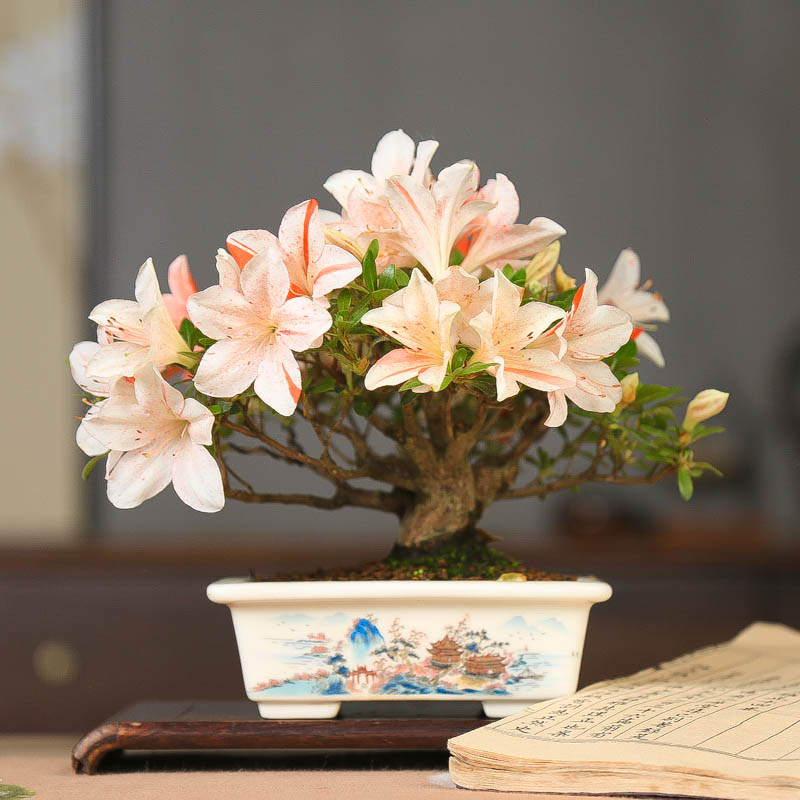 孤品进口皋月杜鹃花缀满树花苞