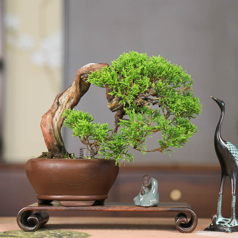 孤品系鱼川带水线造型盆景临水