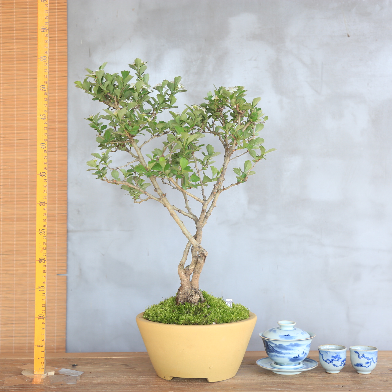 山里红白花红果盆景老桩庭院别墅