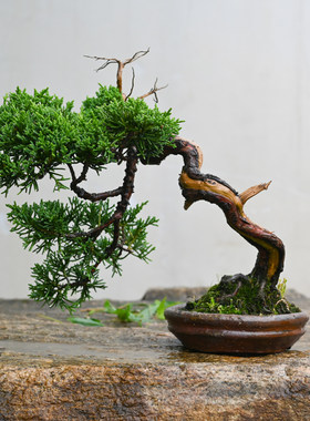 济州真柏小品盆景带神枝舍利干
