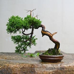 济州真柏中式造型盆景小型盆栽室内茶台桌面摆放神枝舍利干柏树