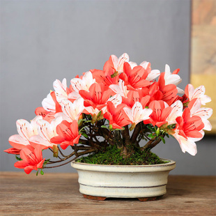 精品皋月杜鹃造型盆景一物一拍老桩盆栽庭院阳台花卉日本进口