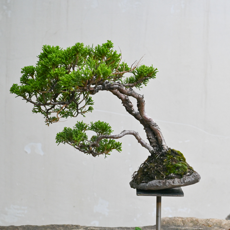 多杆小系鱼川盆景Bonsai