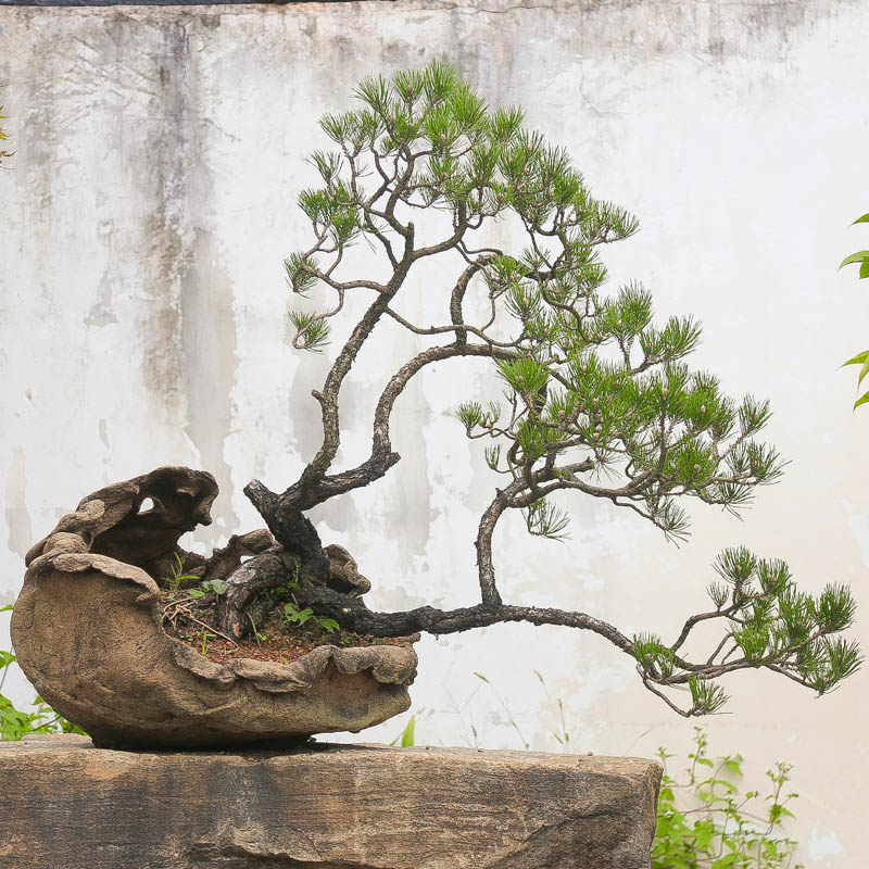 孤品临水黄山松手捏盆老桩盆景