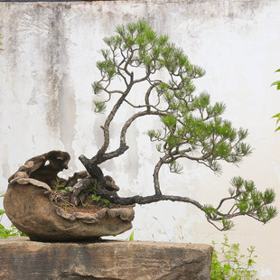 孤品临水黄山松手捏盆苍老爆皮青翠松针盆景松鹤延年观赏价值高