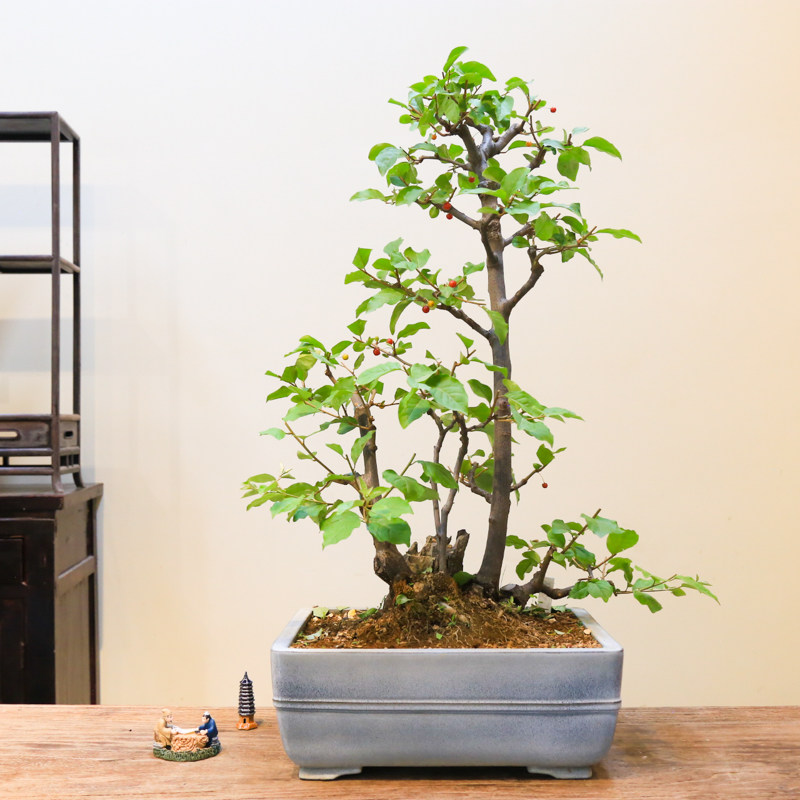 孤品小叶胡秃子开花结果造型盆景老桩年功桩阳台植物好养基地直销,鲜花速递/花卉仿真/绿植园艺,造型盆景,淘宝优惠券,粉丝福利购,淘宝优惠卷