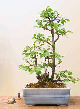 孤品小叶胡秃子开花结果造型盆景