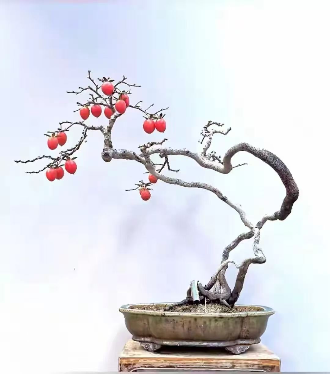 步町园艺老鸦柿观花观果金弹子