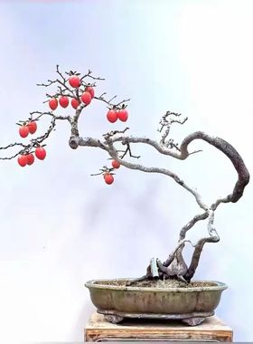 老鸦柿原生熟桩素材树老桩挂果品种金弹子盆景小苗母桩梦之结果