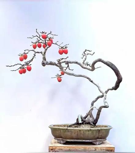 步町园艺老鸦柿观花观果金弹子