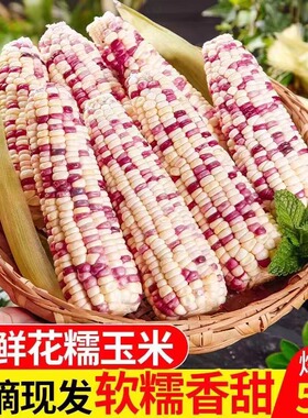 广西五彩花糯玉米新鲜现摘农家甜糯食用玉米棒子2/5斤包邮
