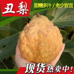 现货中华丑梨烟台促销包邮新鲜梨子水果比香梨莱阳梨啤梨好吃