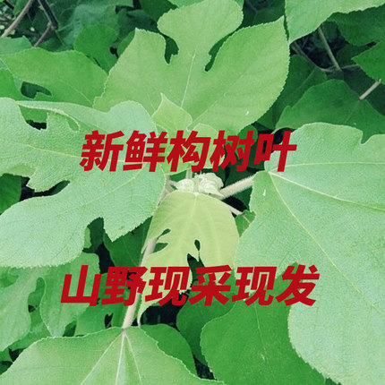 野生构树叶构桃树楮树楮实子沙纸树谷木构乳树假杨梅谷浆树中药材