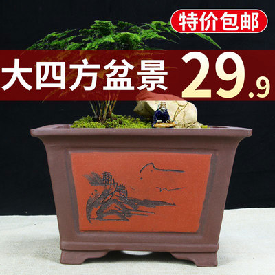 特大正方形紫砂兰花盆清仓包邮大四方绿植梅花树桩盆景专用陶瓷盆