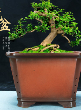 紫砂古典斗四方树桩梅花桩兰花盆