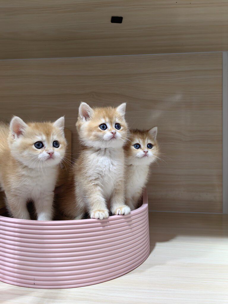 英短12色金渐层英国短毛猫幼猫宠物猫咪活体舟山猫舍