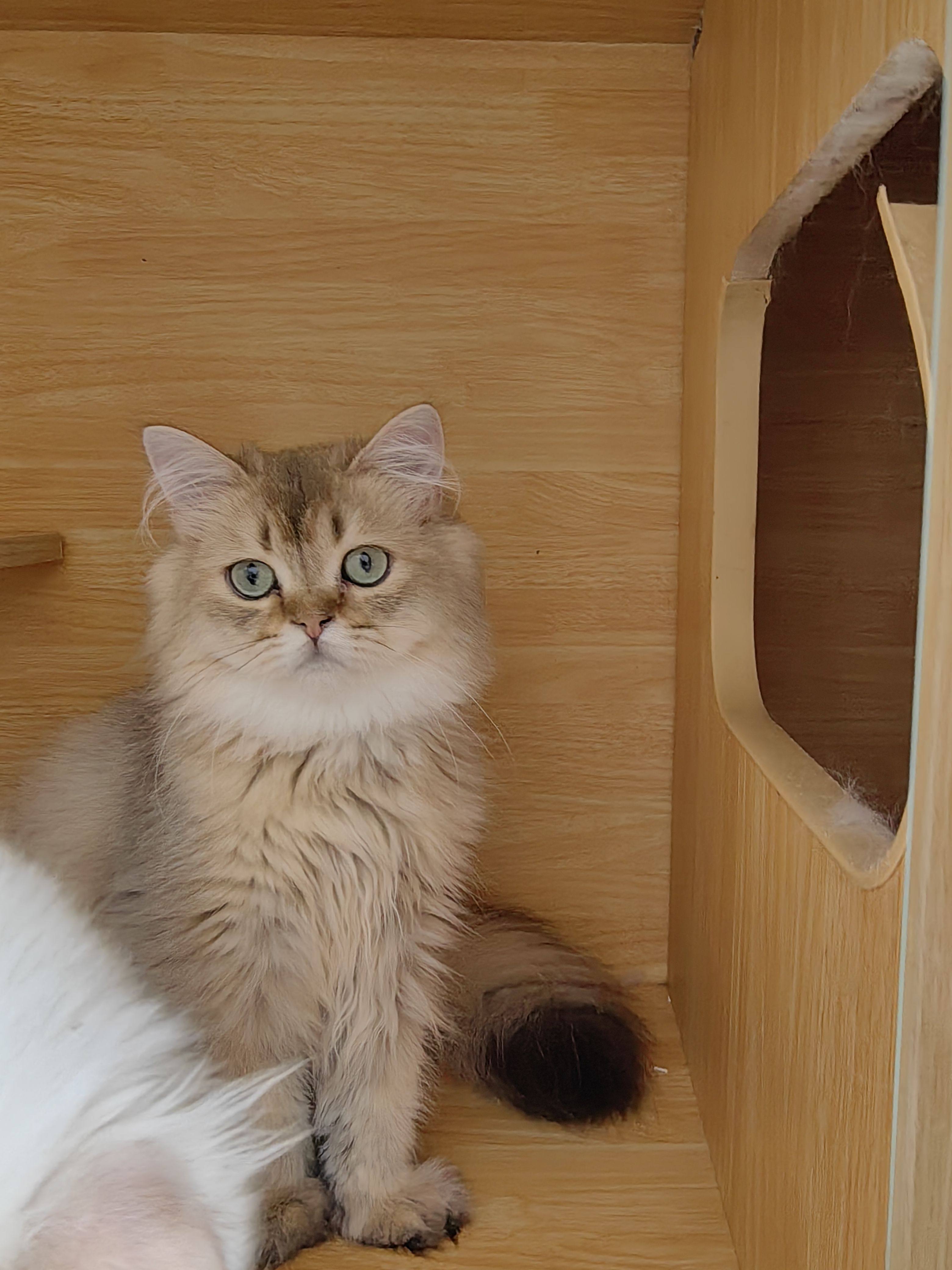 纯种英长金渐层幼猫宠物猫活物长毛金渐层活体伴侣猫舍