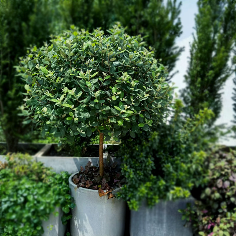 略成园艺 菲油果斐济果feijoa sellowiana berg庭院花园果树盆栽