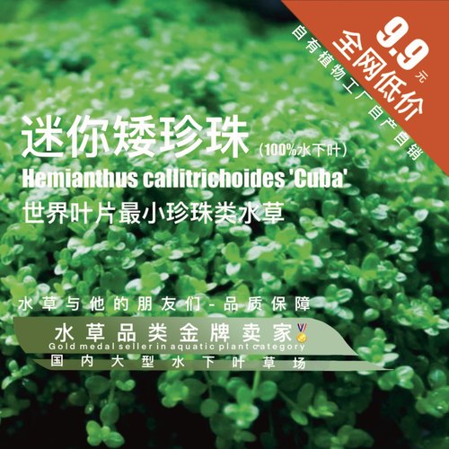 迷你矮珍珠真正水下叶养鱼专用草