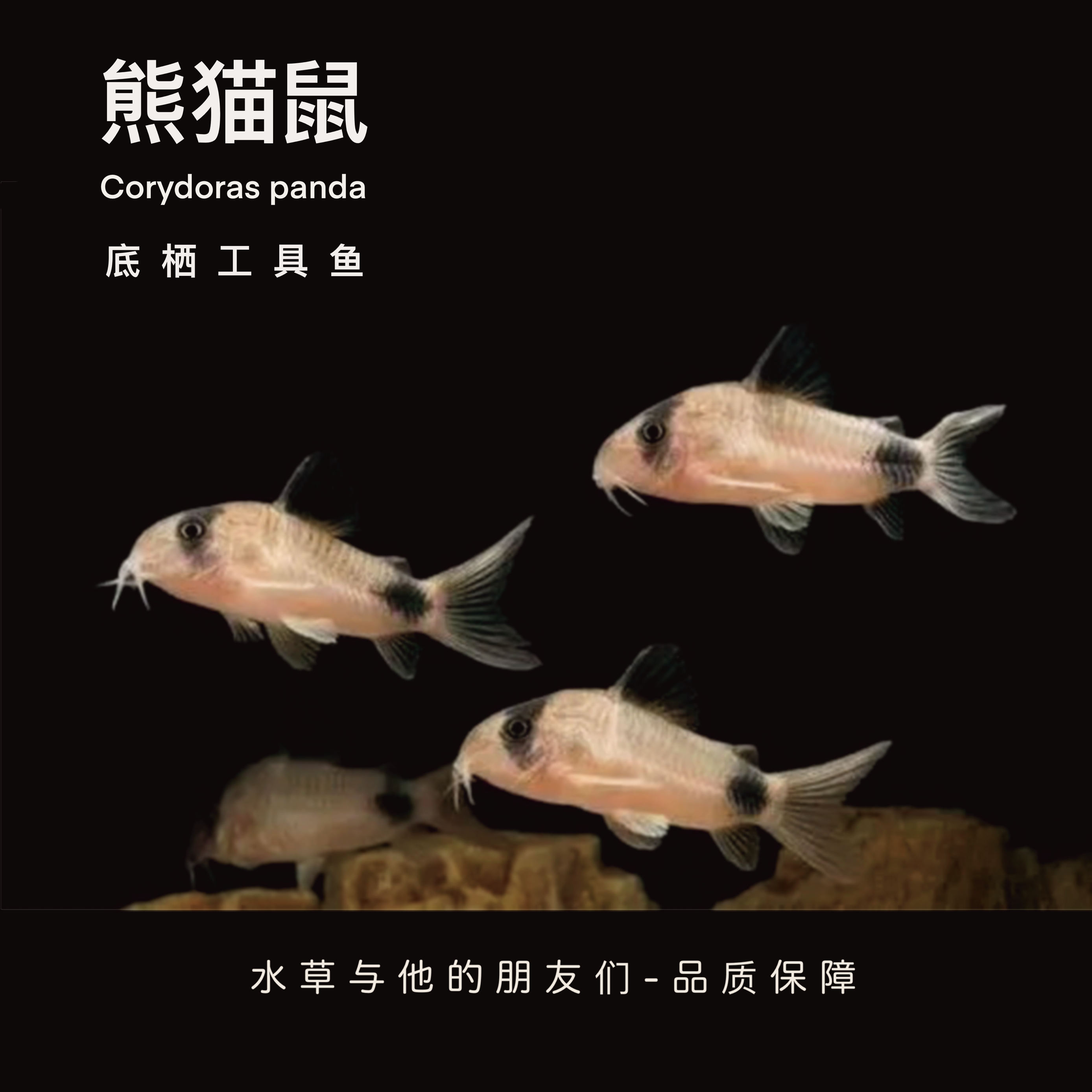 熊猫鼠鱼群游工具鱼鼠鱼熊猫鼠鱼活体底栖鱼群游新手观赏鱼