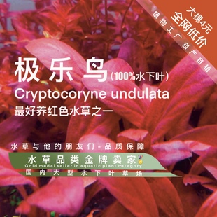 极乐鸟真正水下叶一阴性水草红草变红不返绿不死净化水质真水下叶