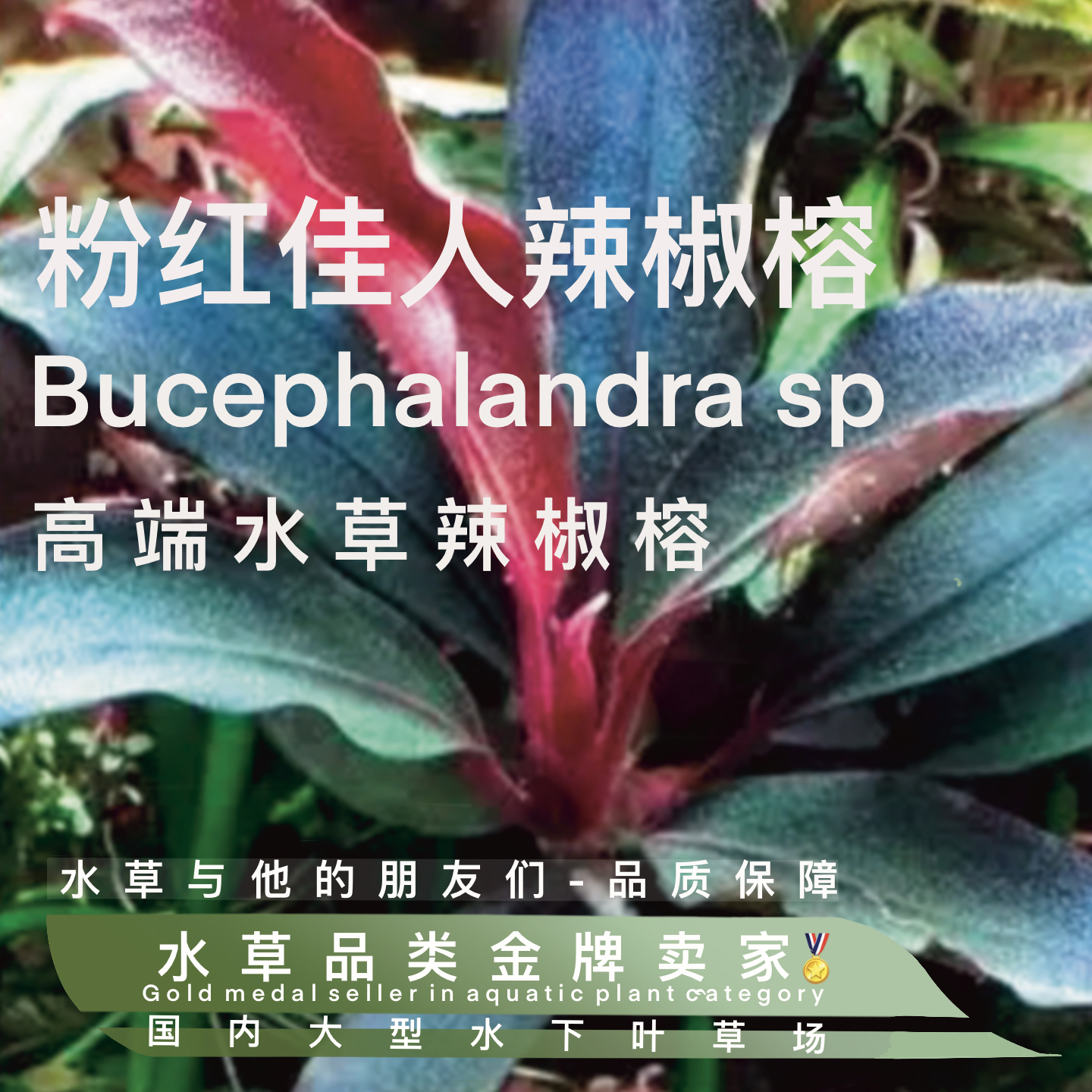 粉红佳人真正水下叶一单颗大植株阴性高端进口水草易发色