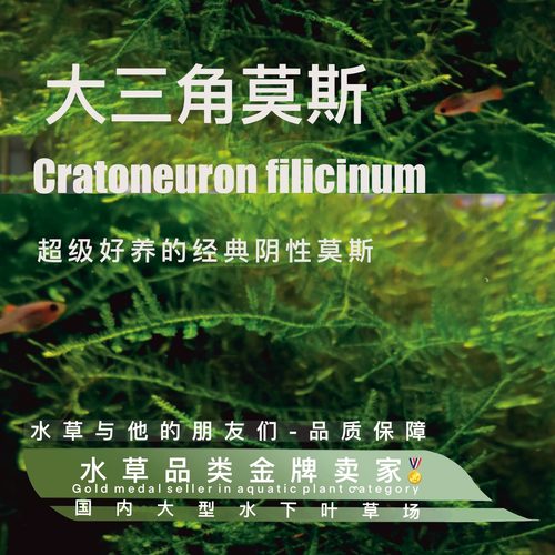 大三角莫斯真正水下叶一台湾小