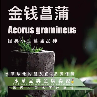 裸草无杯发货 金钱菖蒲 原生缸点缀推荐 半水 古法缸