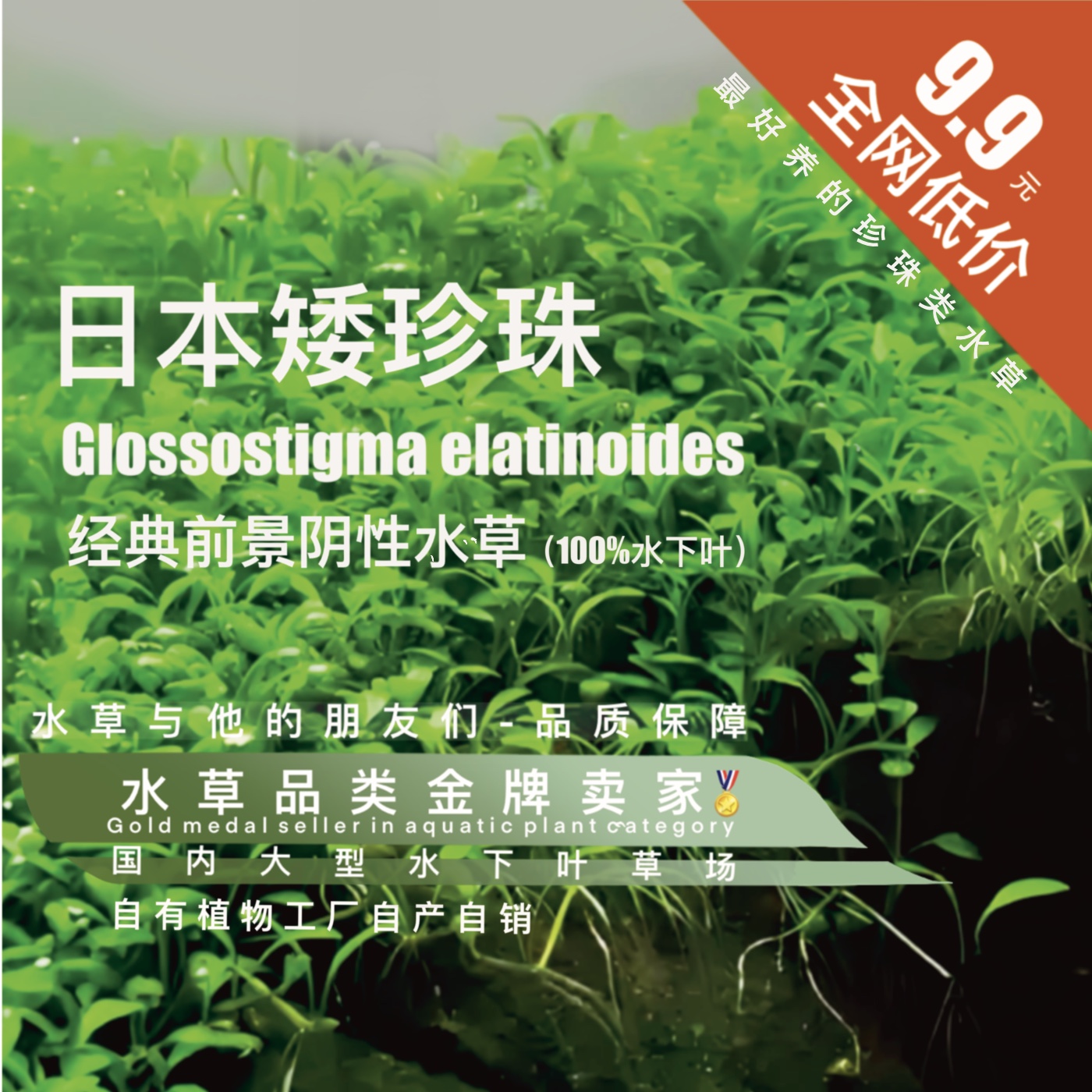 日本矮珍珠真正水下叶水草