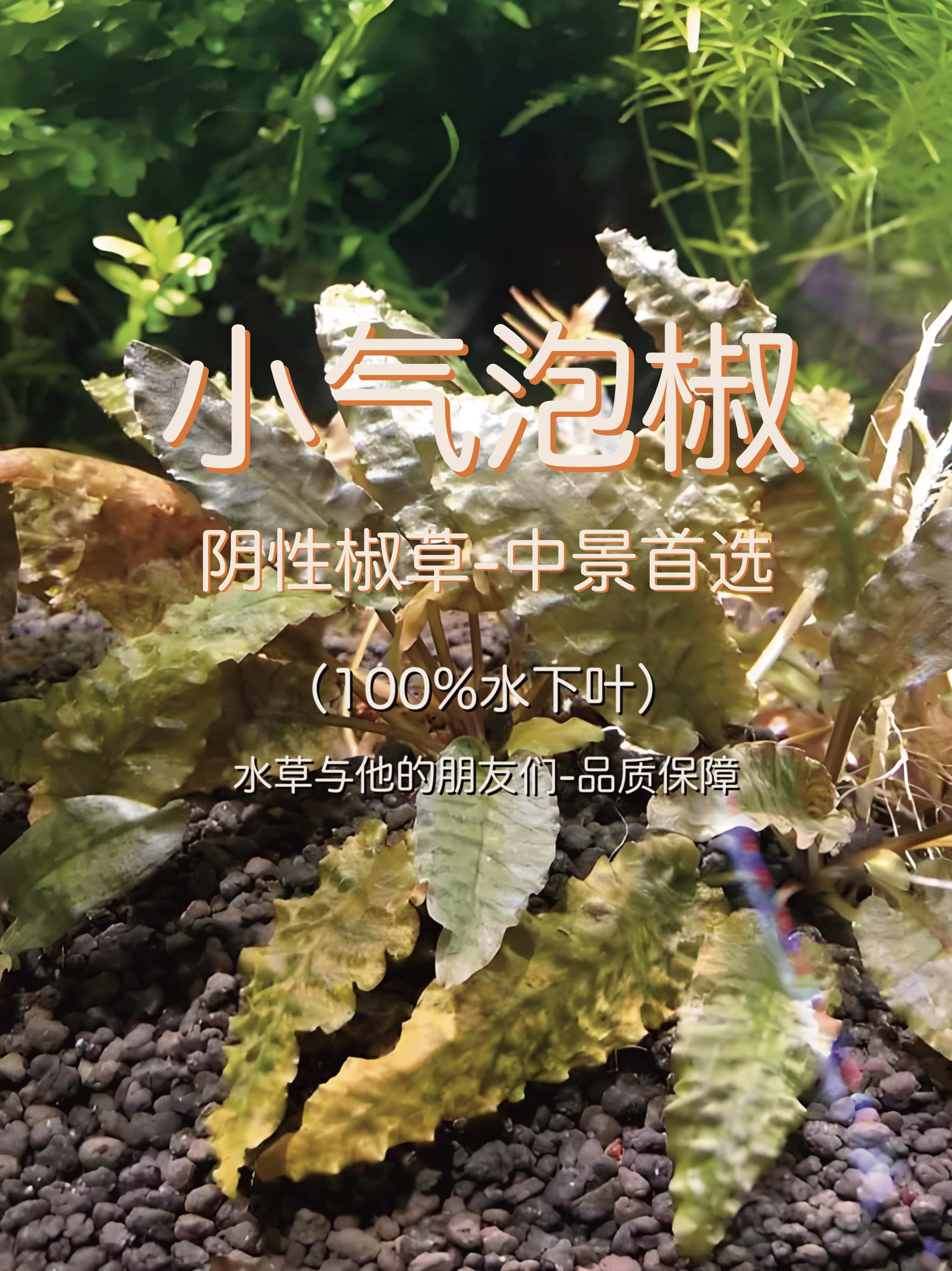 小气泡椒草(100%水下叶)阴性水草小叶多植株(裸草发货无杯泥)