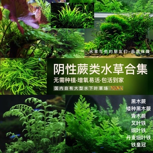 阴性蕨类水草合集套餐-黑木蕨青木蕨细叶铁皇冠阴性水草古法缸草
