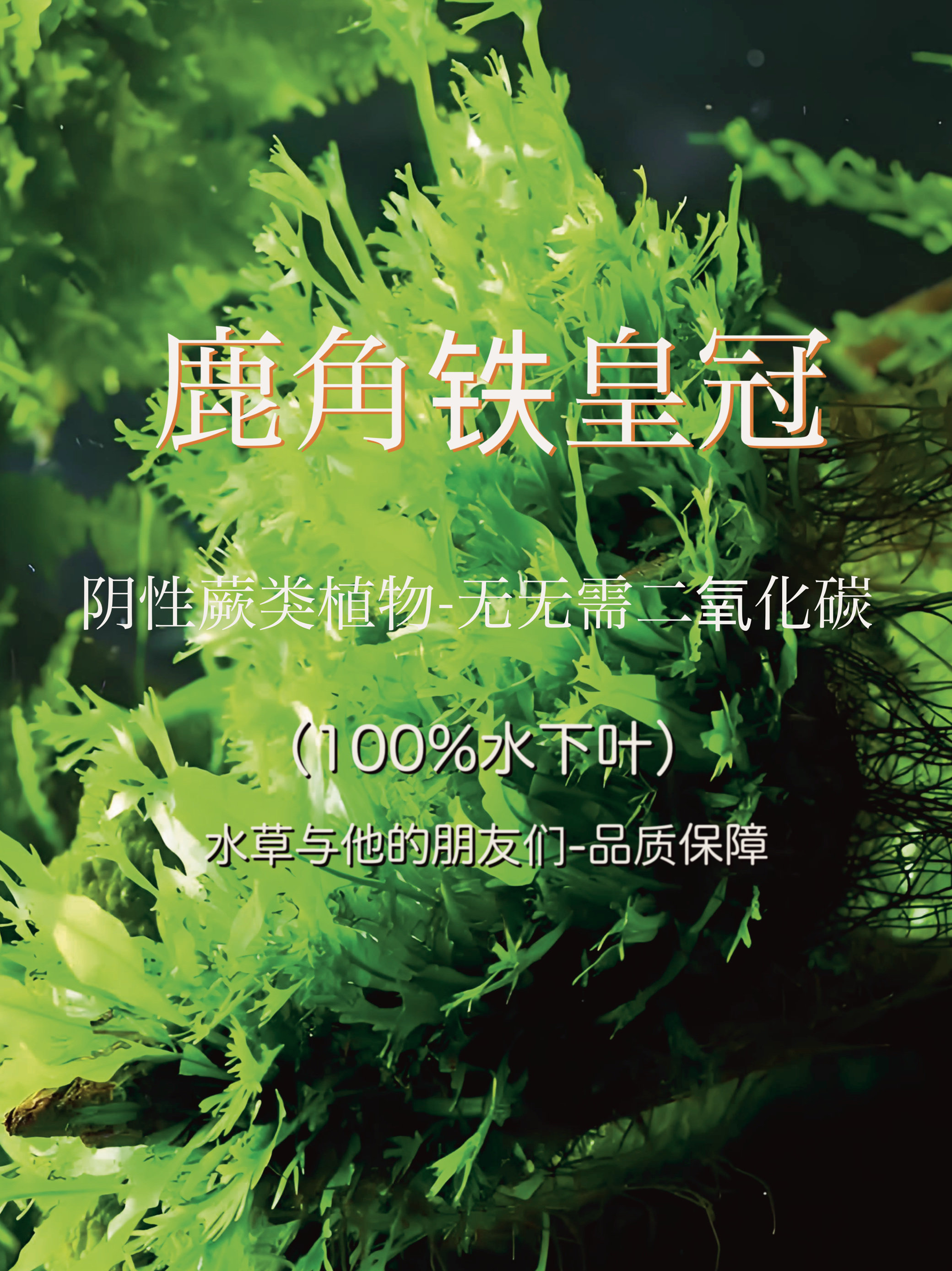养不死水草系列-鹿角铁皇冠(100%水下叶)阴性草易养易活