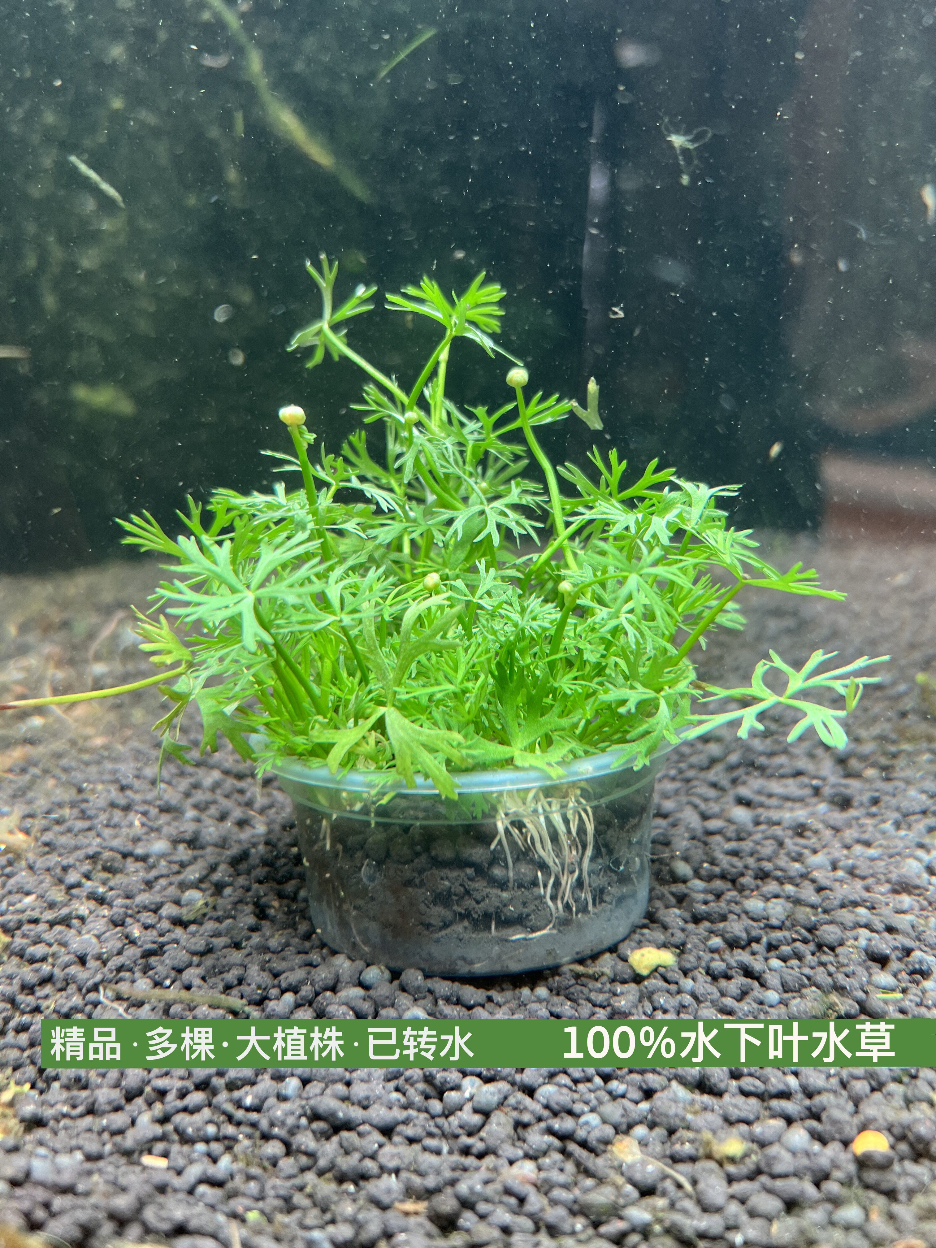 鹿角矮珍珠(100%水下叶)阴性草,匍匐茎生长适合前景中景