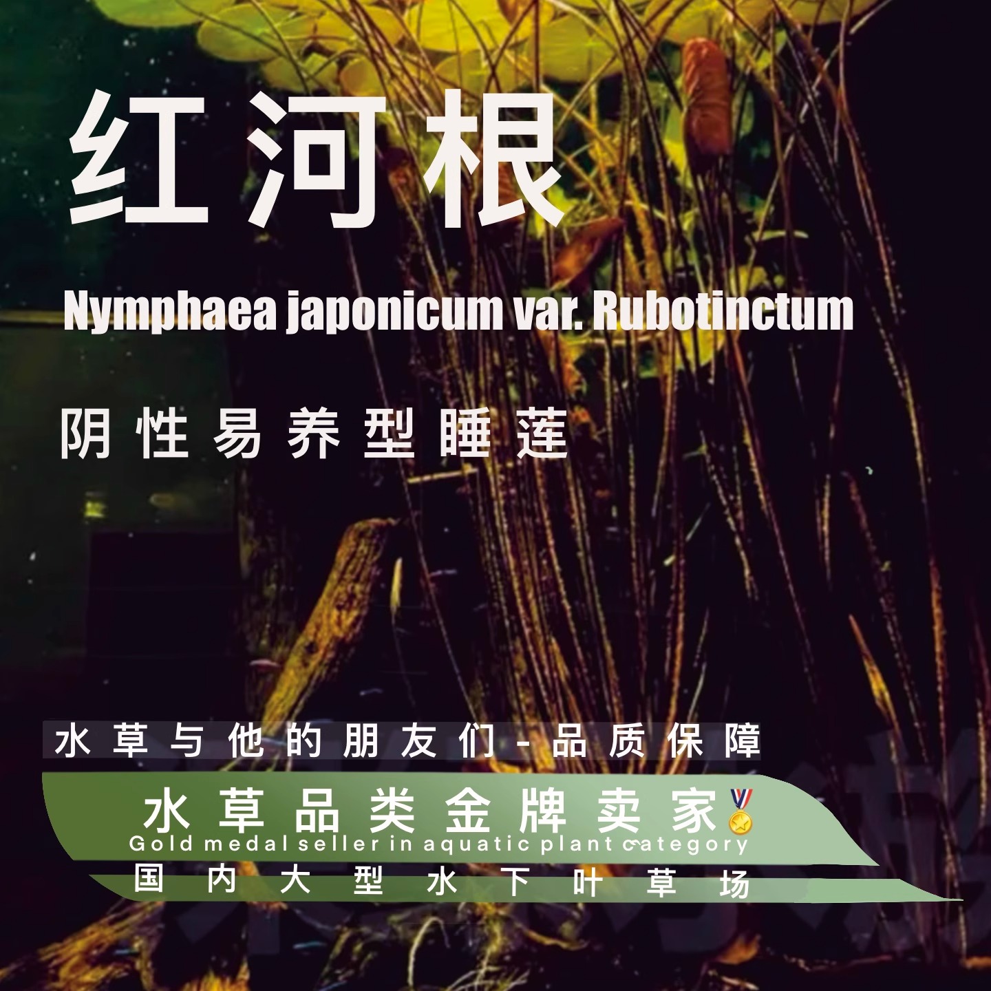 红河根水草一原生风格