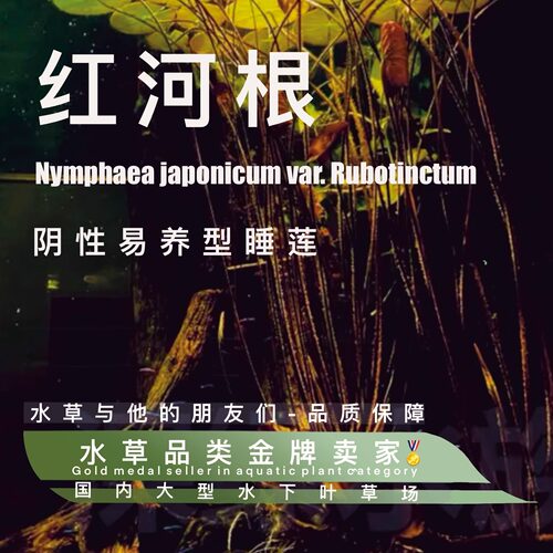 红河根水草一原生风格