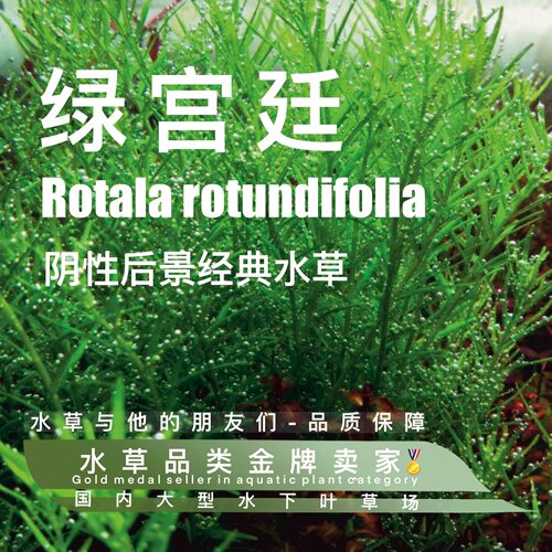 绿宫廷真正水下叶一阴性水草