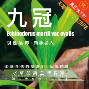 迷你九冠真正水下叶鱼缸专用阴性草飘着都不死鱼缸造景水草皇冠草