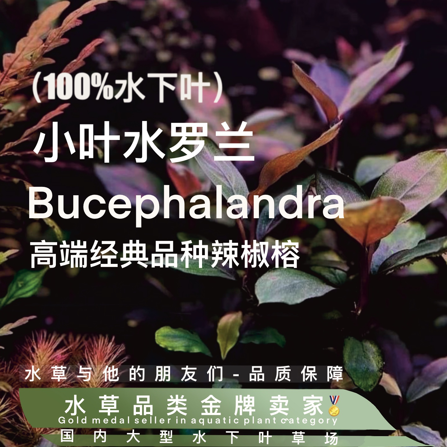 小叶水罗兰辣椒榕（水下叶）微发色多植株阴性草发色快无碳不死