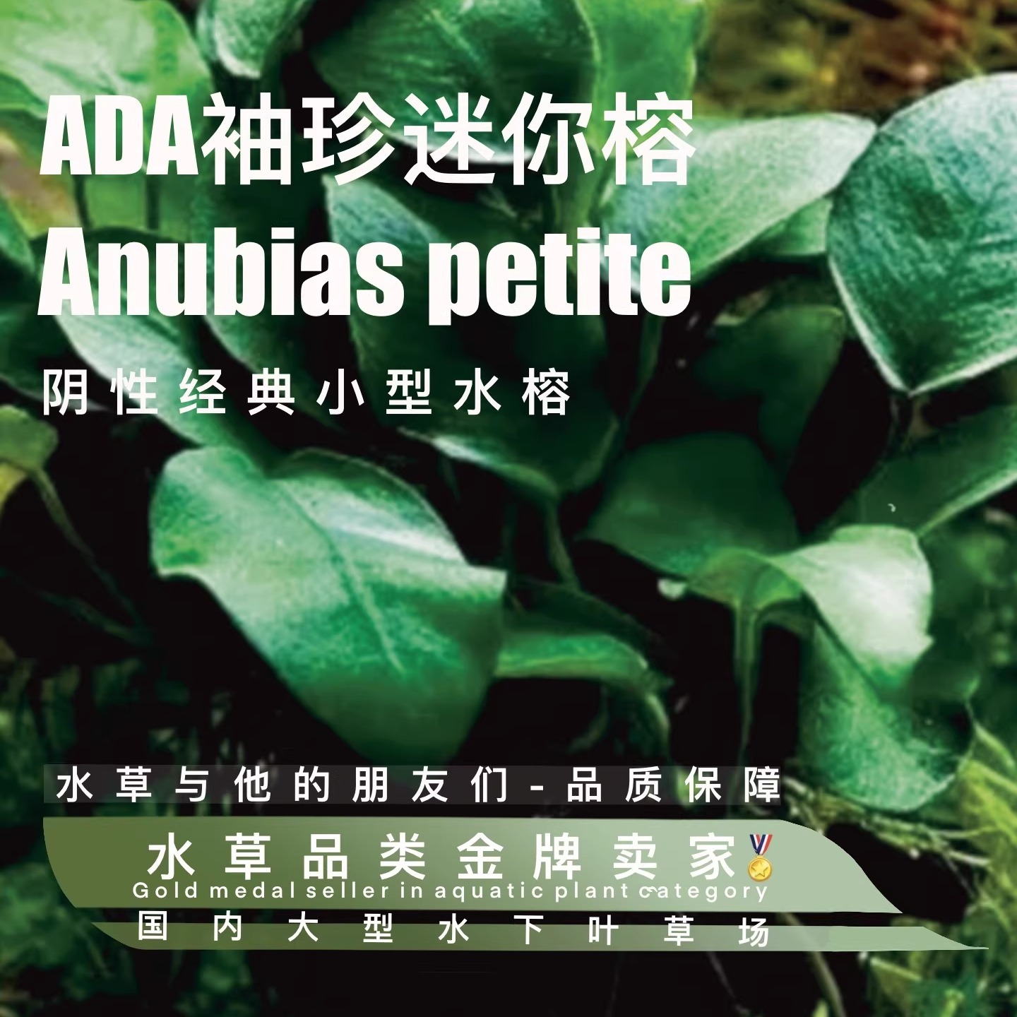 迷你榕水下叶一经典阴性水草