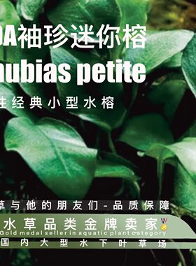 迷你榕水下叶一经典阴性水草