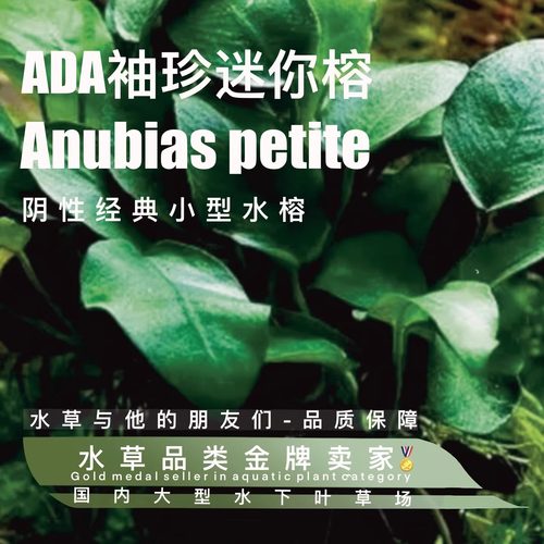 迷你榕水下叶一经典阴性水草