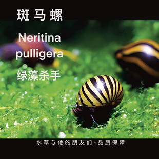 观赏螺淡水苹果螺除藻螺彩蛋螺吃藻工具螺金刚螺黄金螺蜜M 斑马螺
