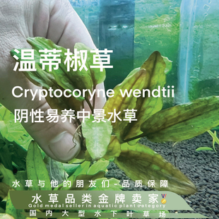 温蒂椒草真正水下叶一阴性水草自养水下叶绿温蒂椒草小型阴性中