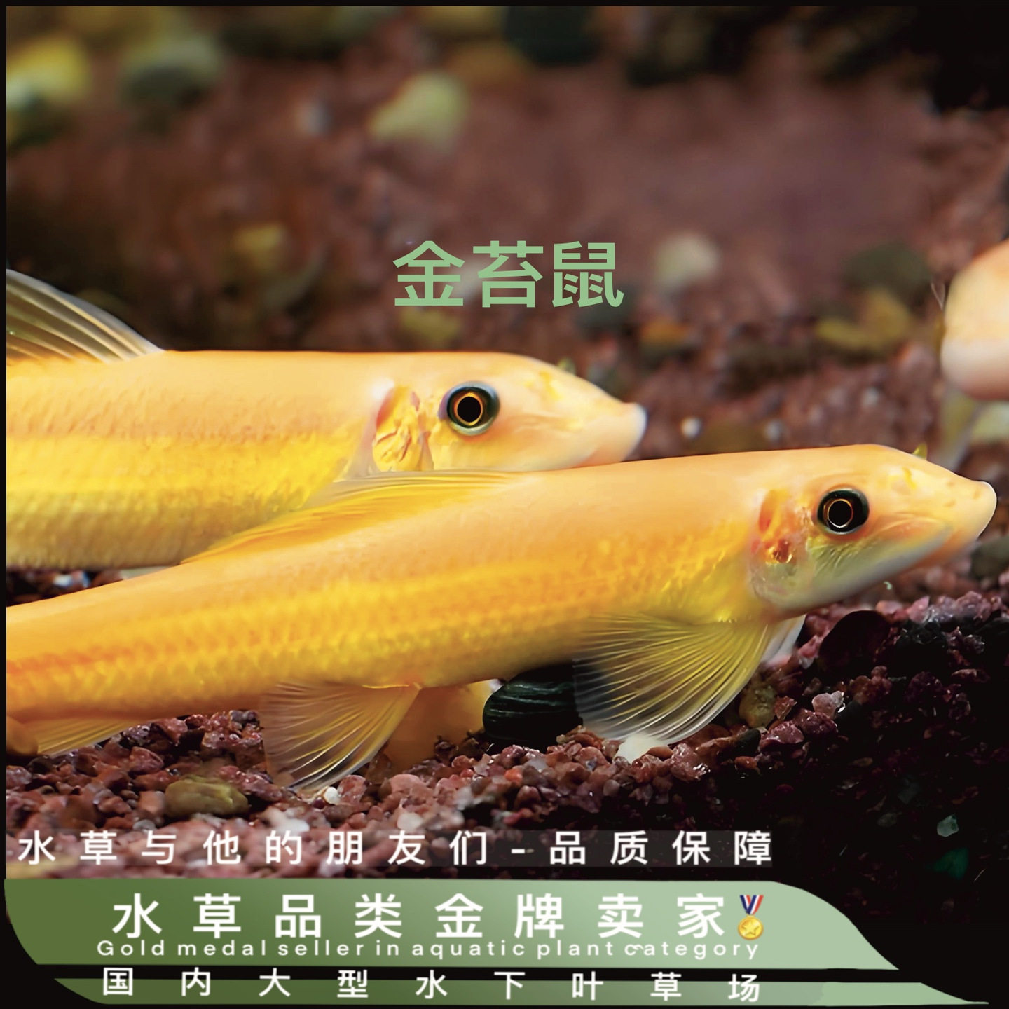 群游鱼金苔鼠鱼缸清洁工吃粪便除藻工具鱼热带观赏鱼老鼠鱼淡水