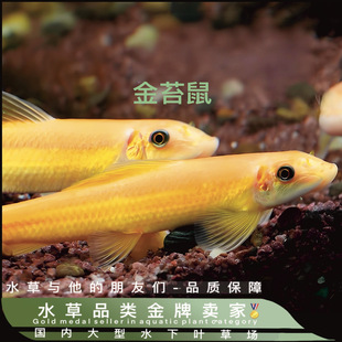 群游鱼金苔鼠鱼缸清洁工吃粪便除藻工具鱼热带观赏鱼老鼠鱼淡水