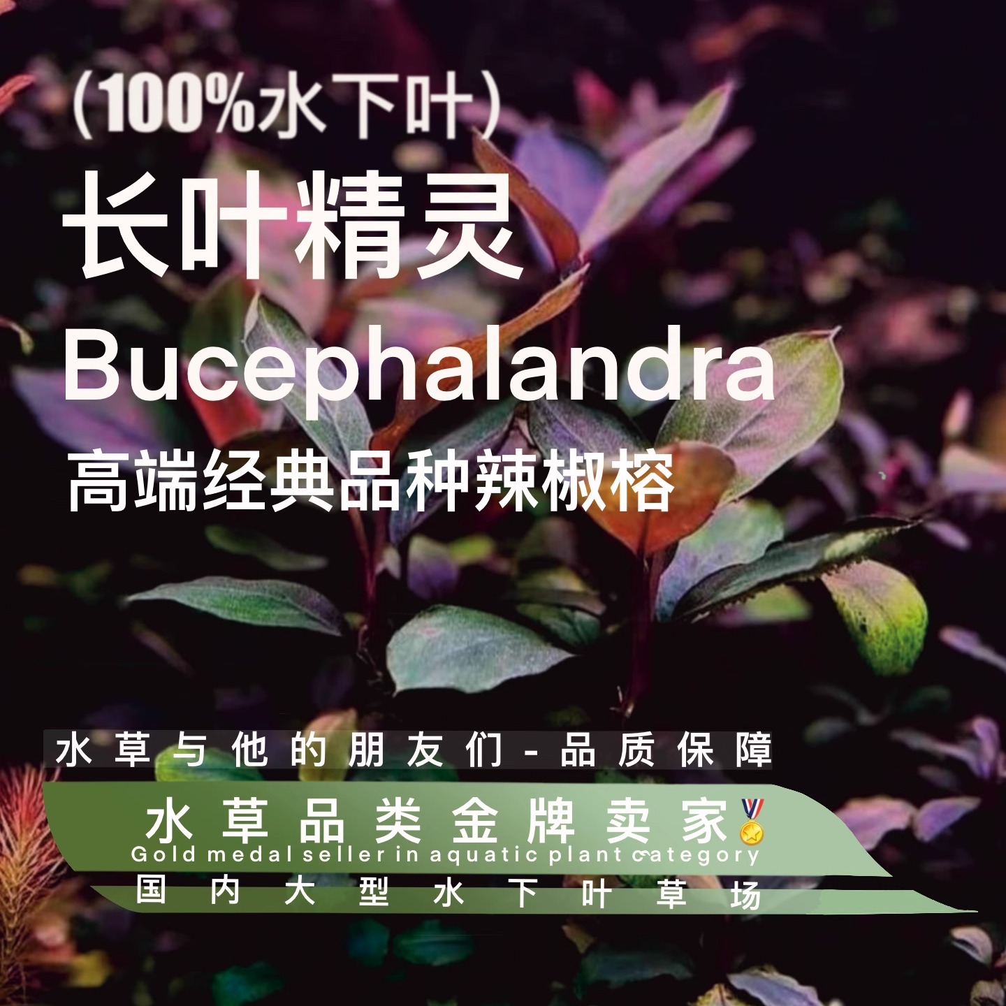 长叶精灵辣椒榕真正水下叶- 鱼缸造景水草水培增氧活体淡带根植物