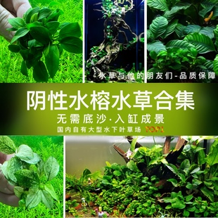 水榕水草合集套餐古法缸原生缸雨林缸陆生造景水草缸鱼缸造景裸草